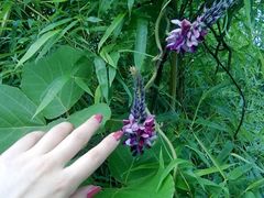 -鲁山国家森林公园