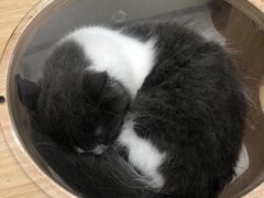 -飞行喵MR PILOT|猫舍·猫咖(静安大融城店)