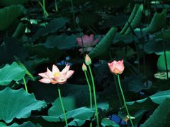 -荔湾湖公园