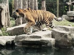 -上海野生动物园