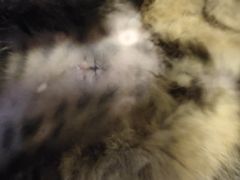 -菲丽丝宠物医院·24小时·猫科中心·免疫点(淮海分院)