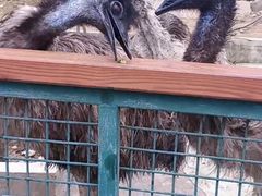 -栾川竹海野生动物园