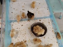 -怪兽屋·羊驼·猫咖·狗咖(俊华广场店)