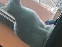 -瑞派宠物医院·内科·软组织·绝育中心(沈阳八纬路分院)