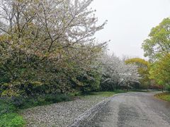 -上海滨江森林公园