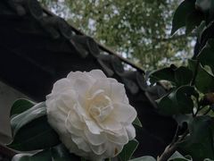 -荔湾湖公园