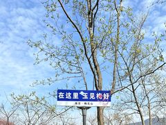 -梅花山(明孝陵内)