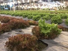-Ohkajhu Organic Farm Sansai