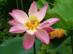 -荔湾湖公园