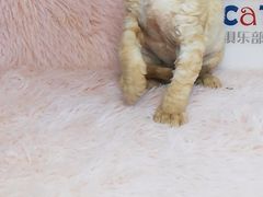 -十年猫舍·猫咪专门店(普陀店)