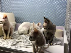 -喵的天空名猫咖啡馆·撸猫·猫舍·用品