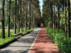 -上海长兴岛郊野公园