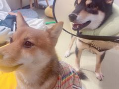 -逗柴咖啡屋·狗咖猫咖宠物桌游