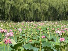 -东升八家郊野公园