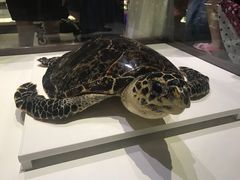-青岛贝壳博物馆