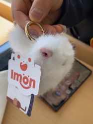 -IMON·HANSA潮玩玩偶毛绒玩具(通州万象汇店)