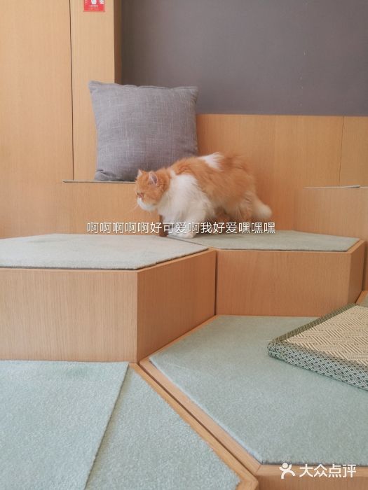 CAT’S MEWSTAR CAFE·喵星球猫屋(晴湾咖啡店)图片