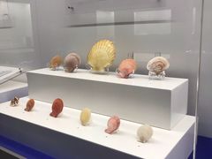 -贝壳王国博物馆