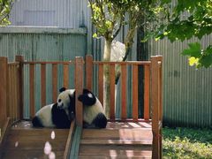 -卧龙中华大熊猫苑神树坪基地