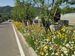 -北宅大永樱桃采摘基地(崂山总部)