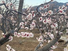 -荒度咖啡(北九水店)