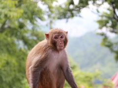 -黔灵山公园