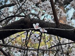-香山公园