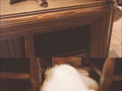 -more than meow吴止猫主题餐厅(承德 中船汇店)