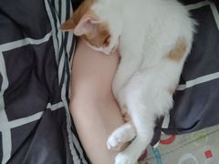 -宠爱国际动物医院· 猫科· 外科·中兽医(长白店)