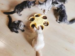 -十年猫舍·猫咪专门店(普陀店)