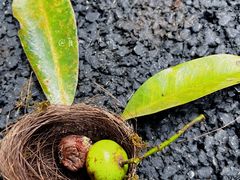 -南宁良凤江国家森林公园