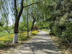 -大兴滨河森林公园