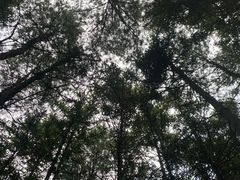 -重庆睡佛山森林公园