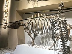 -国家自然博物馆