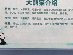 -都江堰中华大熊猫苑