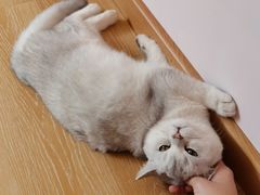 -猫咪派对(江南西店)
