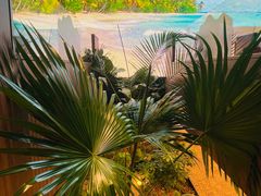 -大头椰·椰子鸡火锅(南宁万象城店)