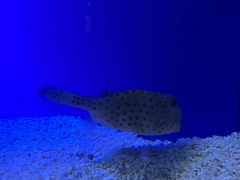 -上海海洋水族馆