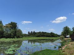 -白鹭湾湿地公园