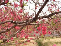 -南国桃园旅游度假区