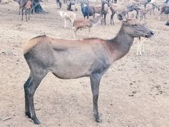 -西安秦岭野生动物园