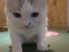 -喵喵咪呀布偶猫咖(春熙路店)