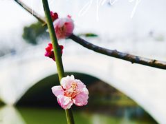 -顾村公园
