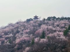 -白水寺森林公园