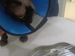 -福懋动物医院·犬猫全科·外科·重症科(杏林分院)