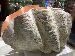 -青岛贝壳博物馆