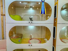 -青奢宠物·青奢猫舍