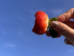 -光明小镇欢乐田园