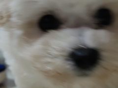 -e嘉宠物店(北大街店)