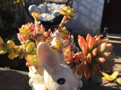 -浔岚云舍mist静谧观景美宿(丽江古城店)